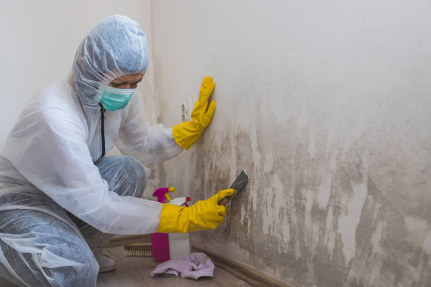 Best Crawl Space Mold Removal  in Glenmora, LA