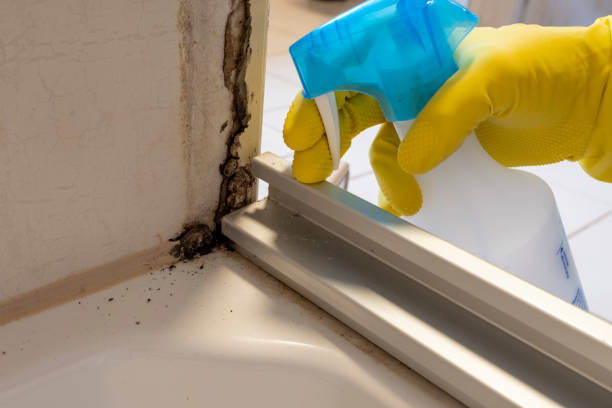 Best Affordable Mold Removal  in Glenmora, LA