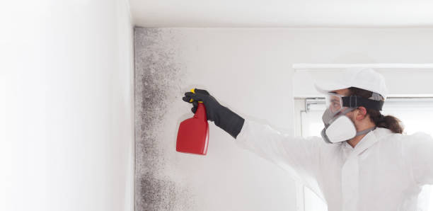 Best Attic Mold Removal  in Glenmora, LA