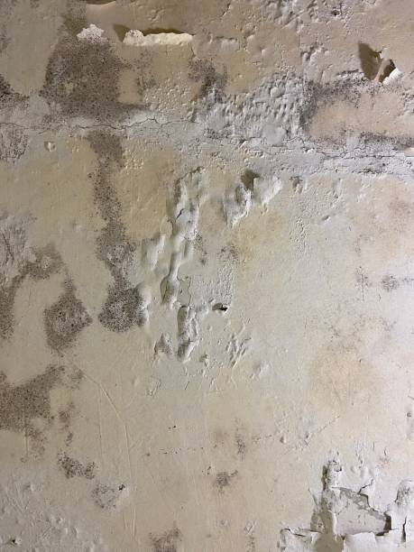 Best Mold Remediation  in Glenmora, LA