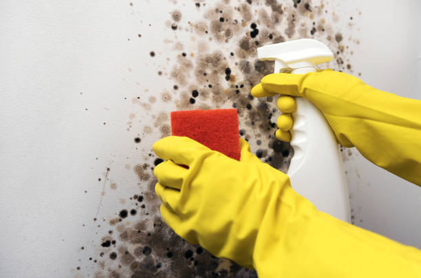 Professional Mold Removal in Glenmora, LA