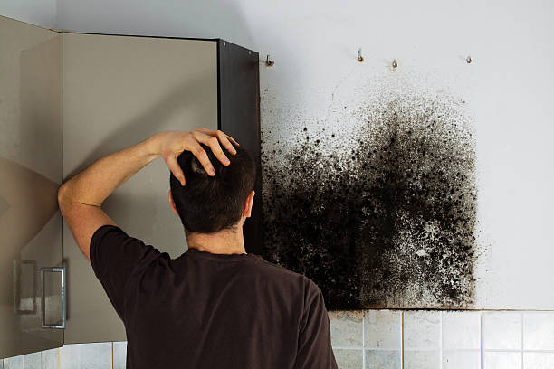 Best Mold Remediation Experts  in Glenmora, LA