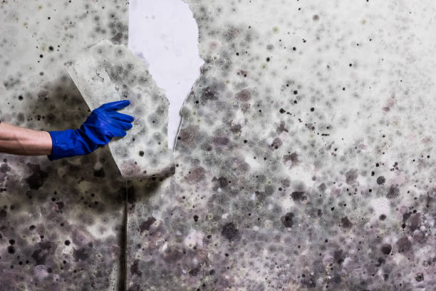 Best Mold Cleaning Services  in Glenmora, LA