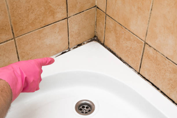 Best Office Mold Removal Services  in Glenmora, LA