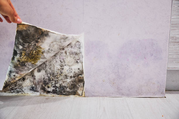 Best Same-Day Mold Removal  in Glenmora, LA